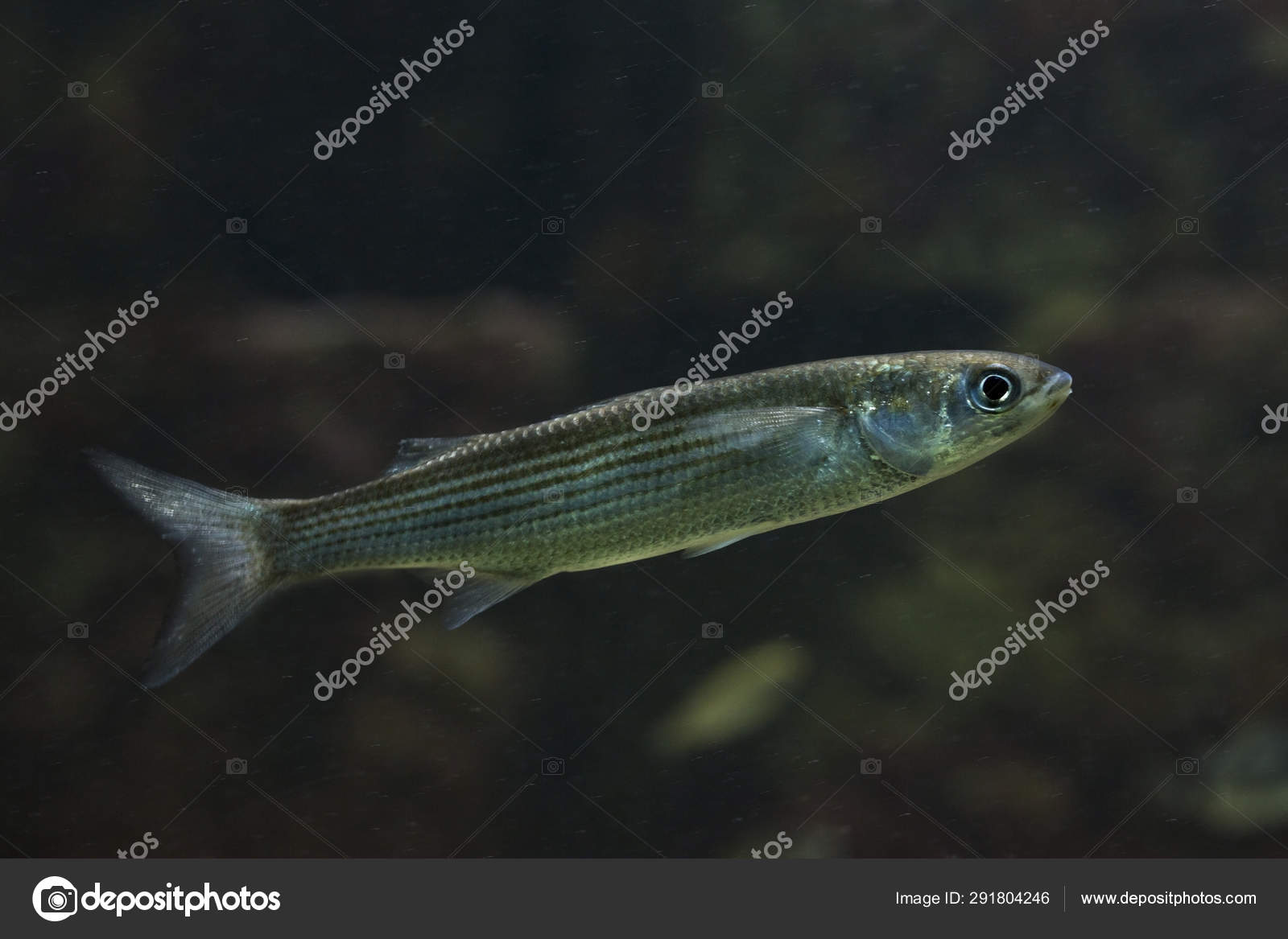 Saltarín Chelon Saliens — Foto de stock © white_night 291804246