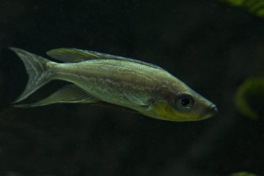 Benthochromis tricoti (Tanganyika Gölü'nden balık) akvaryumda.