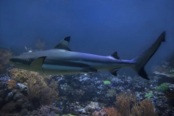 Der Schwarzspitzenriffhai Carcharhinus Melanopterus — Stockfoto