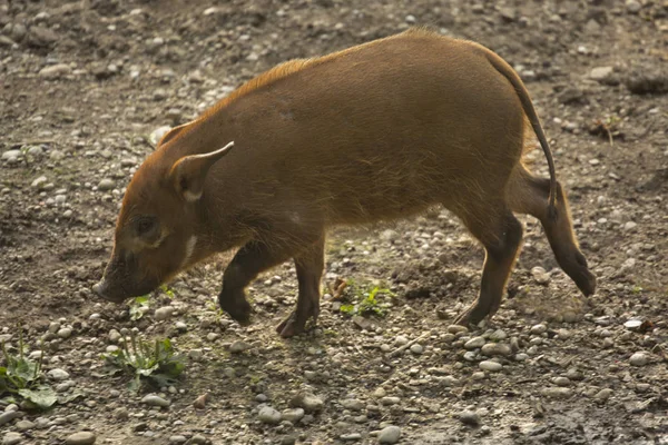 Porco Rio Vermelho Porco Arbusto Potamochoerus Porcus — Fotografia de Stock