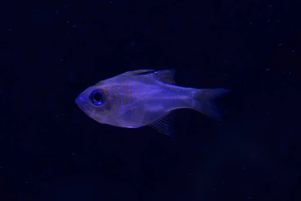 Pesci Porpora Pesci Porpora Azzurra Zoramia Leptacantha — Foto Stock