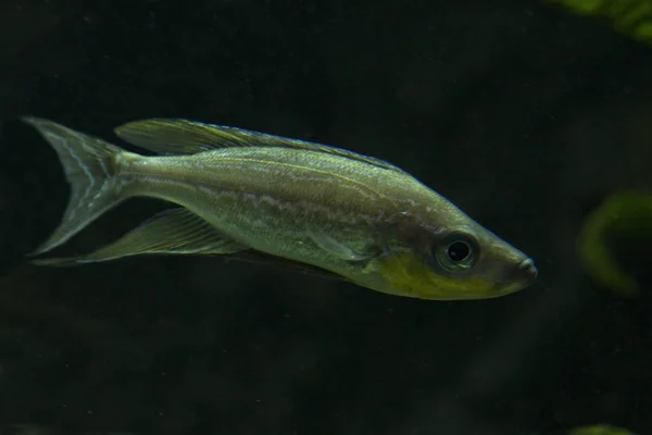Benthochromis Tricoti Tanganyika Gölü Nden Balık Akvaryumda — Stok fotoğraf