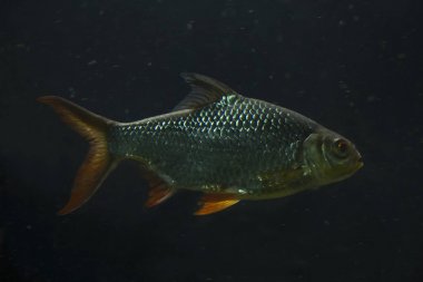 Folyo barb (Barbonymus schwanenfeldii).