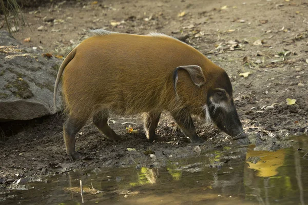 Κόκκινος Ποταμός Χοίρος Θάμνος Χοίρος Potamochoerus Porcus — Φωτογραφία Αρχείου