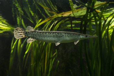  Florida gar (Lepisosteus platyrhincus).