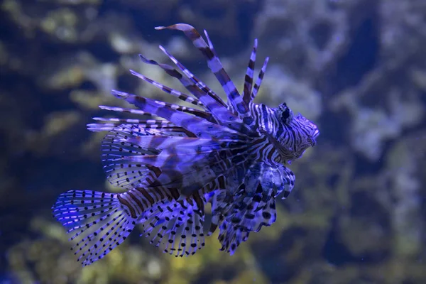 Lionfish Comum Fogo Diabo Milhas Pterois — Fotografia de Stock