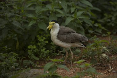 Maskeli kız kuşu, maskeli yağmurcunu (Vanellus mil).