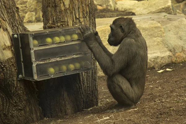 Gorila Západní Gorila Gorila Zoo — Stock fotografie