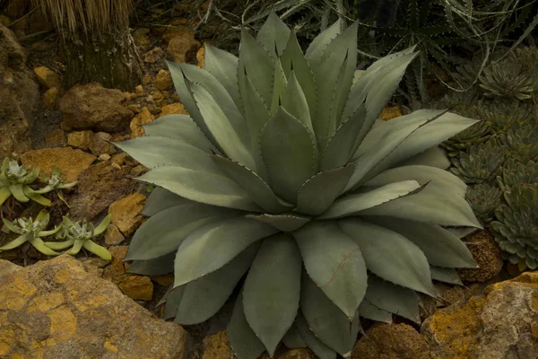 The cabbage head agave, cabbage head century plant (Agave parrasana).