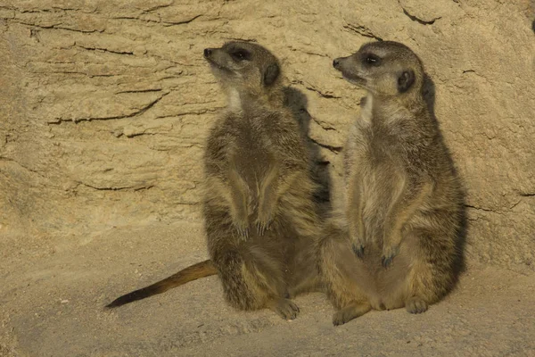 Meerkat Suricata Suricatta Állatkertben — Stock Fotó