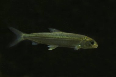Akvaryumda Whitefish (Coregonus wartmanni).