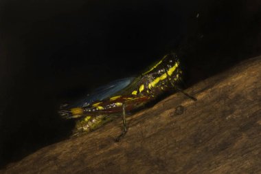 Alacalı çekirge (Zonocerus variegatus)).