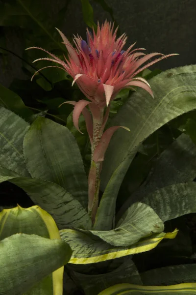 Aechmea Fasciata Zilveren Vaas Urn Plant — Stockfoto