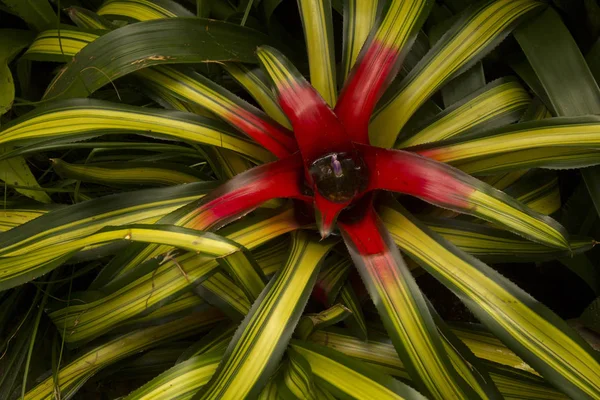 Neoregelia Carolinae Tricolor Blushing Bromeliad — Stockfoto