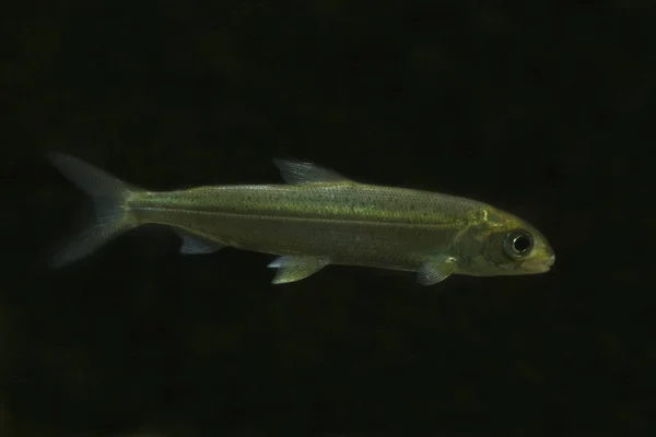 Whitefish Coregonus Wartmanni Akváriu — Stock fotografie