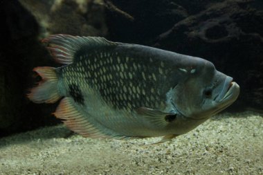 Dev kırmızı kuyruk gurami (Osphronemus laticlavius).