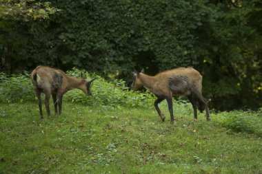 Pirene chamois (Rupicapra pyrenaica Ornata).