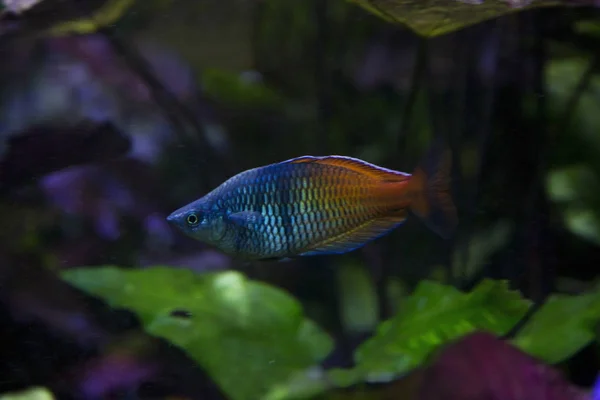 Boeseman Rainbowfish Melanotaenia Boesemani — Stock Photo, Image