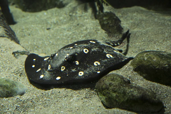 Stachelrochen Potamotrygon Leopoldi — Stockfoto