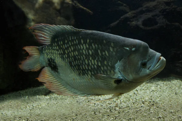 Jätte Röda Svans Gourami Osphronemus Laticlavius — Stockfoto