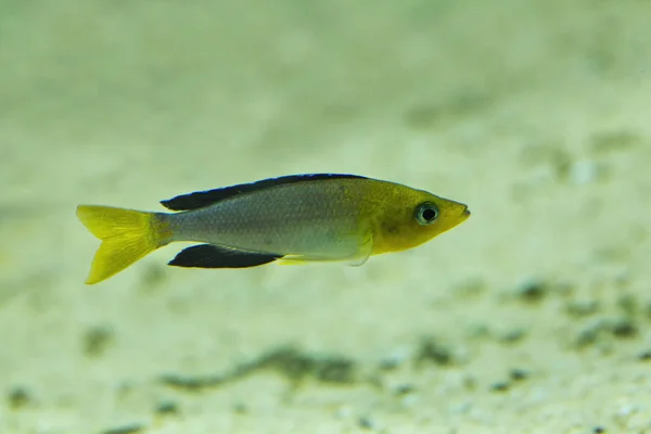 Pinna Nera Della Testa Gialla Cyprichromis Leptosoma — Foto Stock