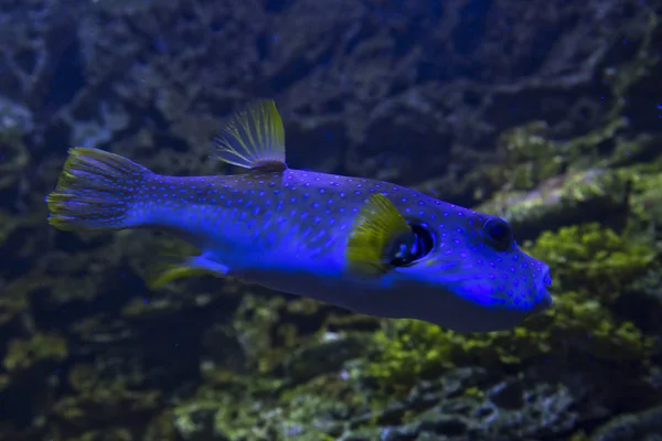 Puffer Maculato Bianco Arothron Hispidus — Foto Stock