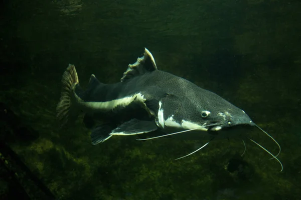 Pangasius Gigante Tubarão Paroon Peixe Gato Pangasid Peixe Gato Gigante — Fotografia de Stock