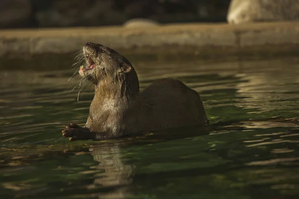 Asian Small Clawed Otter Aonyx Cinerea Syn Amblonyx Cinereus — Stock Photo, Image