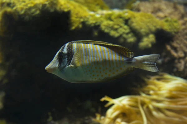 Mar Rosso Sailfin Tang Tang Sailfin Desjardin Zebrasoma Desjardinii — Foto Stock