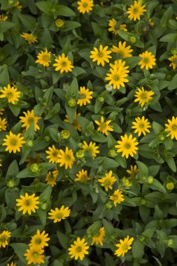 Meksika sürünen zinnia (Sanvitalia procumbens).