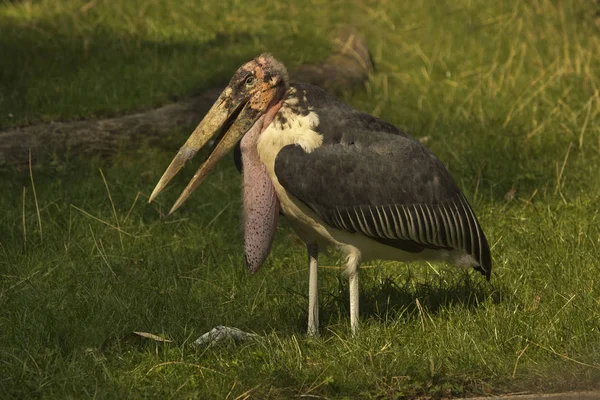 Marabou Cegonha Leptoptilos Crumenifer Jardim Zoológico — Fotografia de Stock