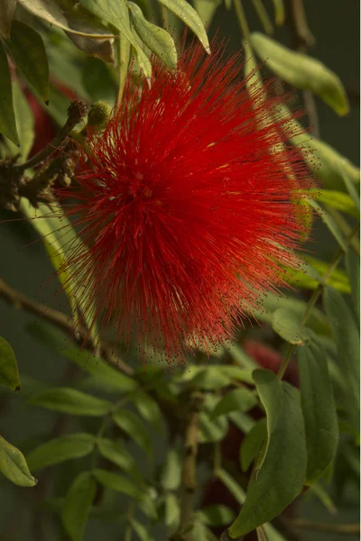 Powder Bladerboom Calliandra Hematocephala — Stockfoto