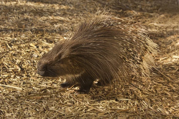 Hřebenatý Dikobraz Dikobraz Africký Hystrix Cristata — Stock fotografie