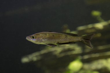 Cyprichromis microlepidotus Kassai, Tanganyika Gölü 'ne özgü.. 