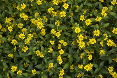 Meksika sürünen zinnia (Sanvitalia procumbens).