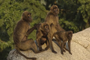 Gelada Babun (Theropithecus Gelada)).