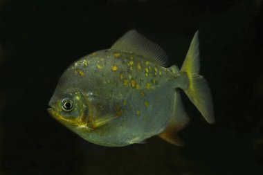 Redhook myleus, redhook gümüş Doları (Myloplus rubripinnis).