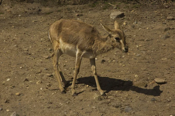 Gazelle Queue Noire Gazella Subgutturosa Subgutturosa — Photo