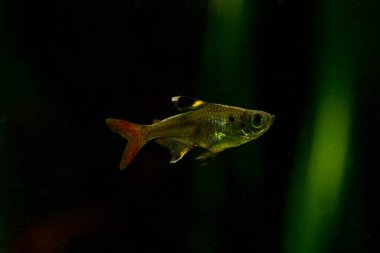  Röntgen balığı veya X-ray tetra (Pristella maxillaris).
