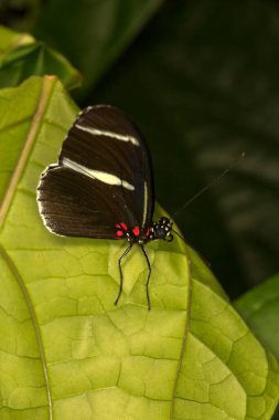  Sahte zebra uzun kanat veya bu uzun kanat (Heliconius at this).