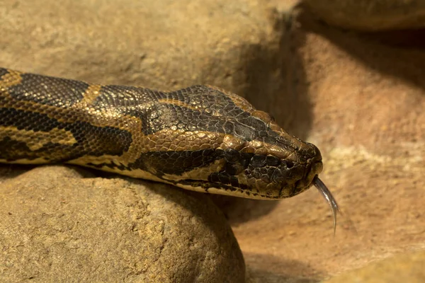 Burmese Python Python Bivittatus Python Molurus — Stock Photo, Image