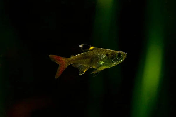 Peixe Raios Tetra Raios Pristella Maxillaris — Fotografia de Stock