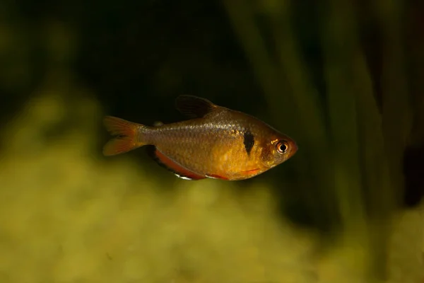 Tetra Serpatek Tetra Klejnotów Lub Tetra Callistus Hyphessobrycon Eques — Zdjęcie stockowe