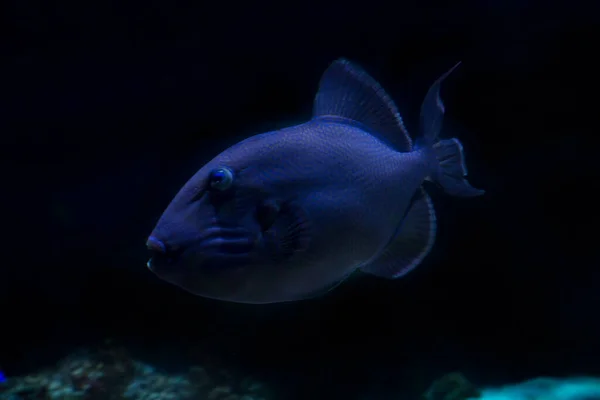 Blåtriggerfisk Rippad Triggerfisk Gulfläckig Triggerfisk Blå Och Guldtriggerfisk Pseudobalistes Fuscus — Stockfoto