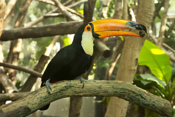 Toco Toucan Közönséges Tukán Óriás Tukán Ramphastos Toco — Stock Fotó