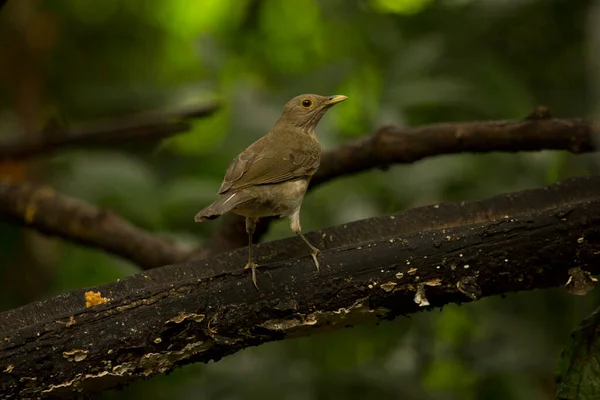 厄瓜多尔蔷薇 Turdus Maculirostris — 图库照片