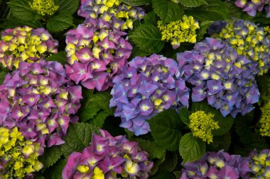  Bigleaf hydrangea, French hydrangea, lacap hydrangea, penny mac, hortensia (Hydrangea makrophylla).