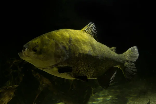 Piaractus Brachypomus Piaractus Brachypomus Est Une Grande Espèce Pacu — Photo