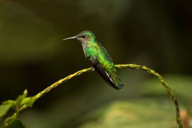 Beyaz boyunlu Jacobin (Florisuga mellivora), dişi..