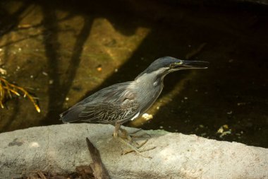 Çizgili balıkçıl, mangrov balıkçıl, küçük balıkçıl, yeşil sırtlı balıkçıl, (Butorides striata).